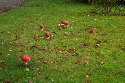 Mushrooms on a lawn